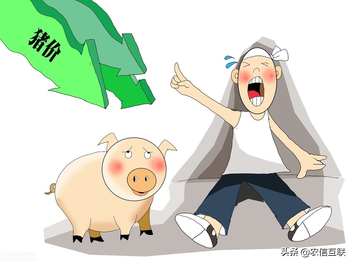 最新猪价行情分析与趋势预测